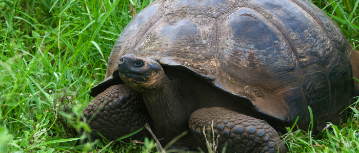 Blog SEO Myths - Be The Tortoise